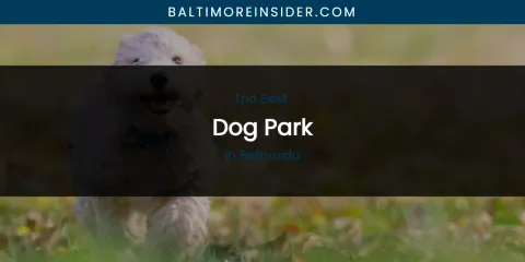 The Absolute Best Dog Park in Bethesda